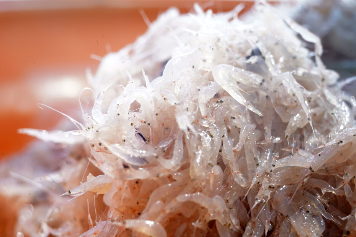 Baby Shrimp - Saky Foods Corporation