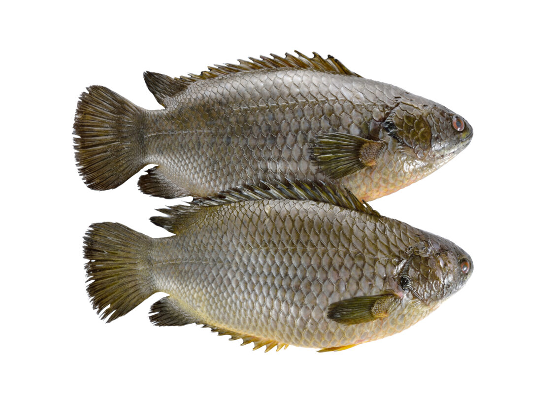 Climbing Perch Fish Saky Foods Corporation