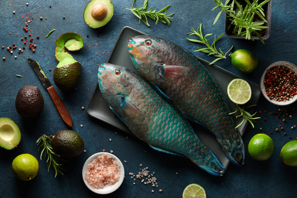 Parrot Fish Food Nourishing Your Aquariums Jewels