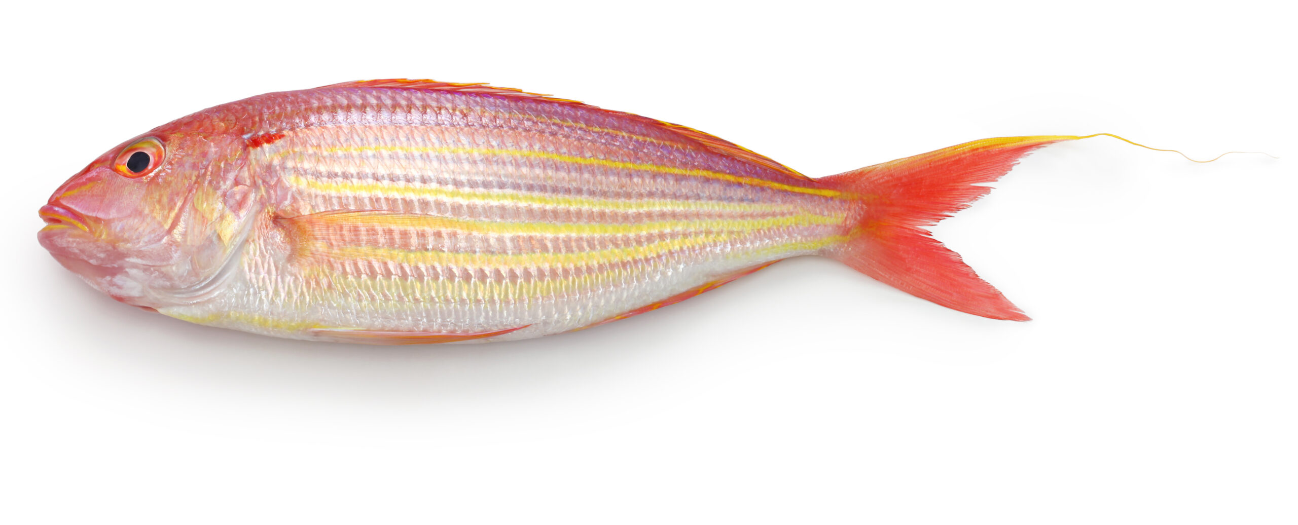 Threadfin Bream Saky Foods Corporation