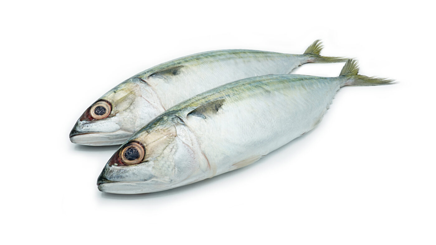 Short Body Mackerel Saky Foods Corporation