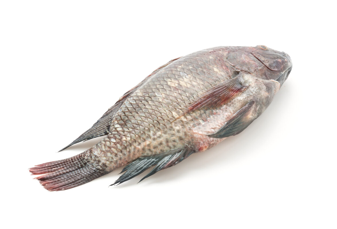 Black Tilapia - Saky Foods Corporation