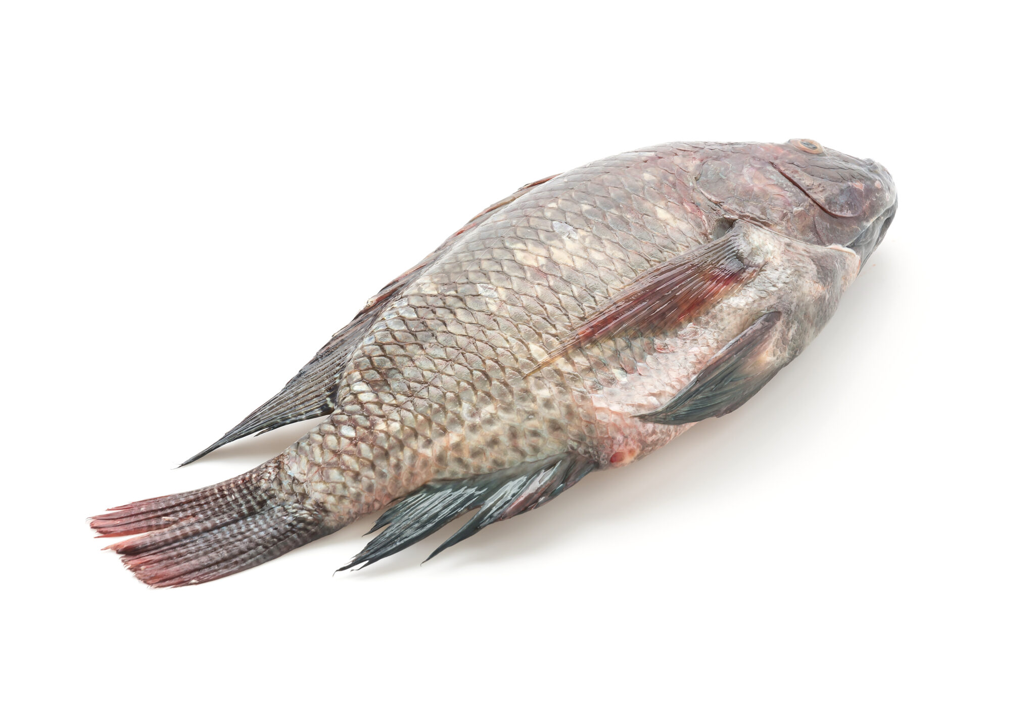 Black Tilapia Saky Foods Corporation