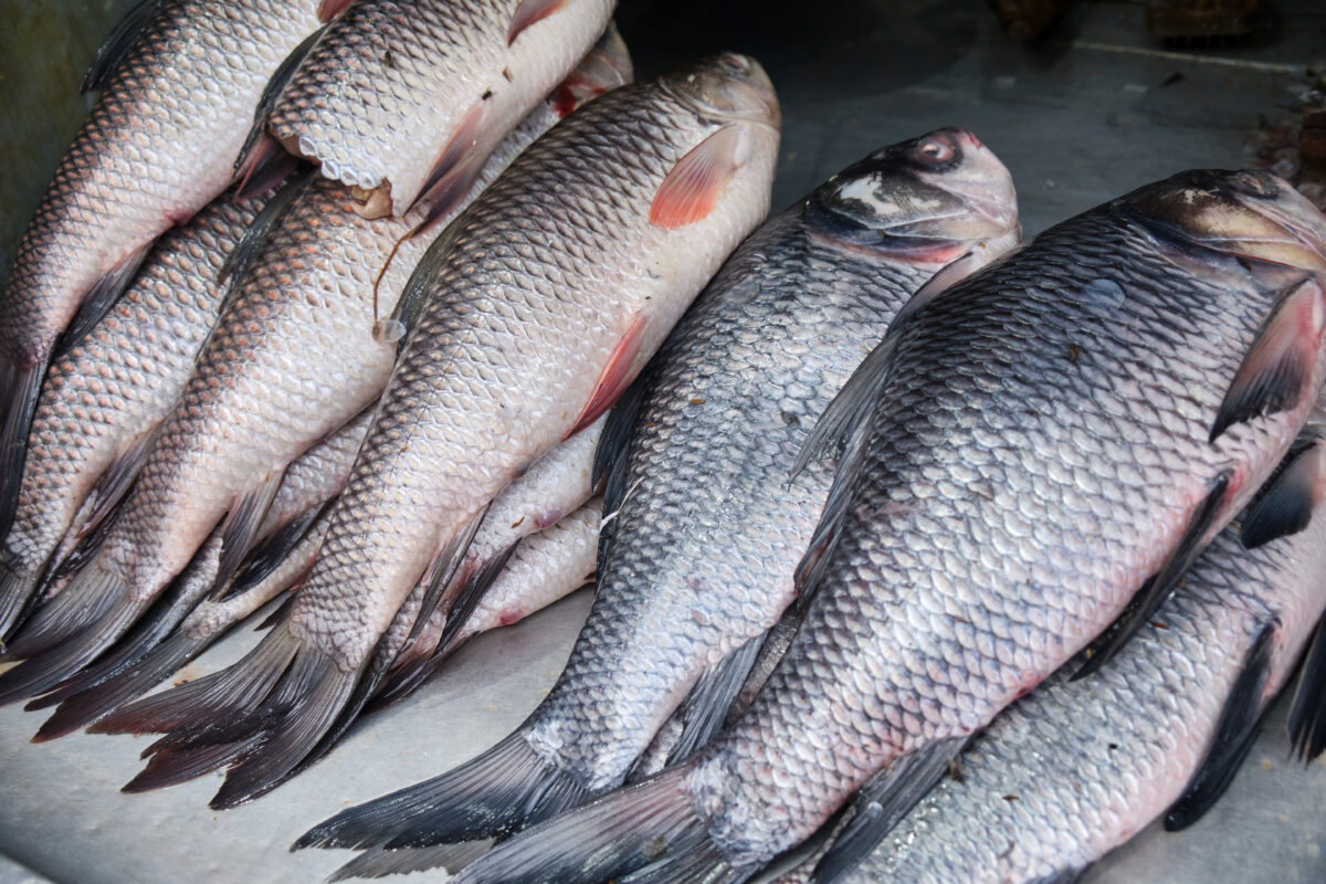 Rohu Fish Saky Foods Corporation