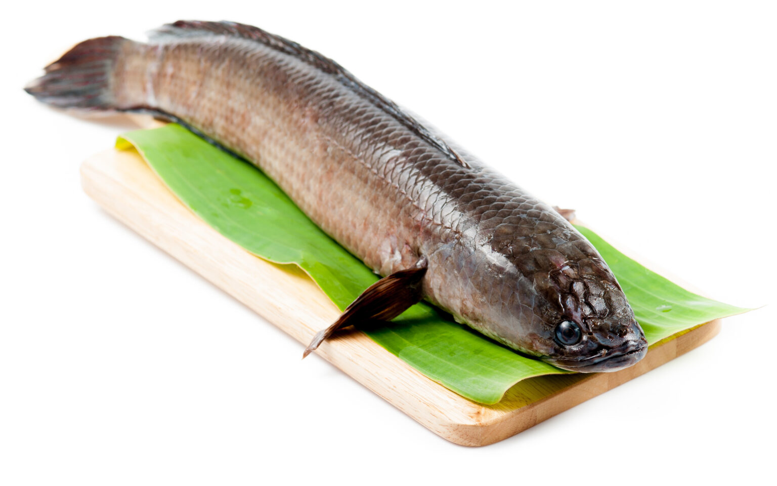 Snakehead Fish Saky Foods Corporation