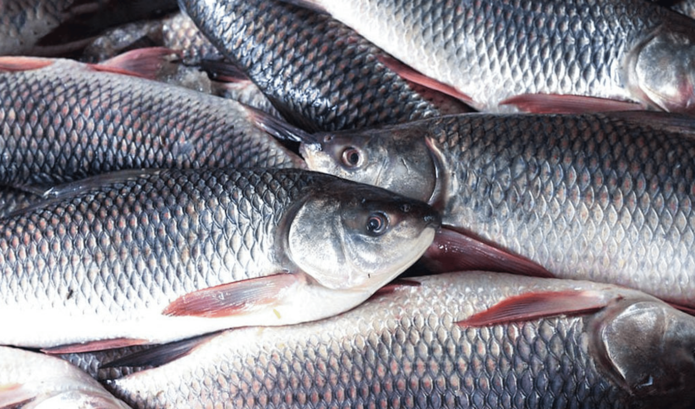 WHY IS FRESHWATER FISH BECOMING A CONSUMER TREND 2024?
